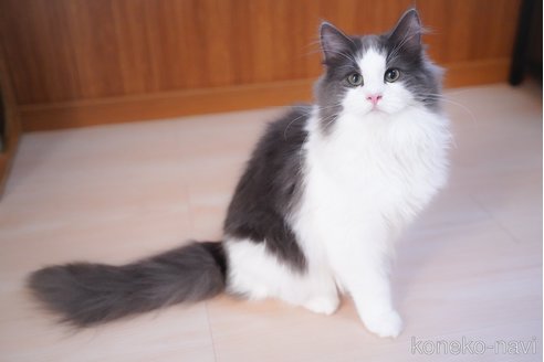 成約済の愛知県のノルウェージャンフォレストキャット-99492の6枚目